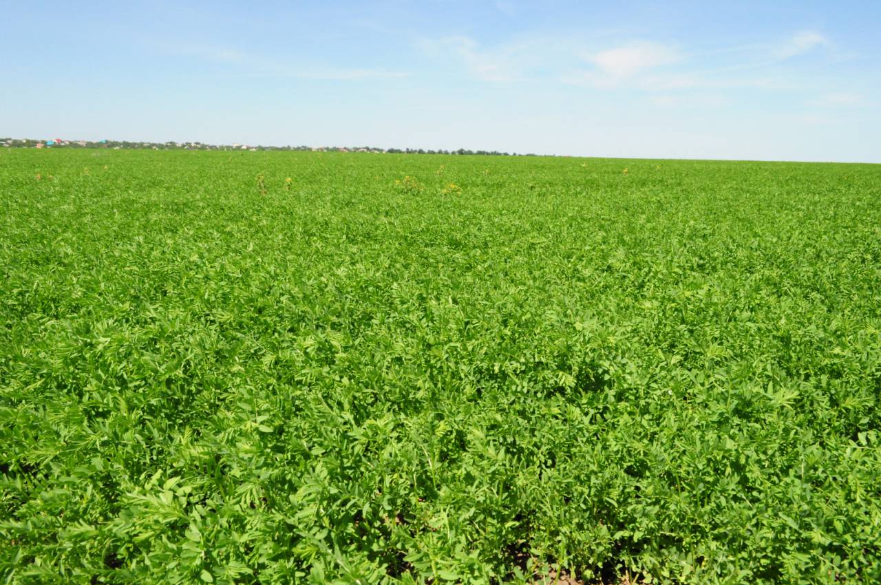Agricultural trading