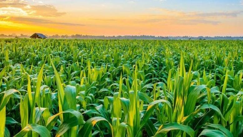 Agricultural products